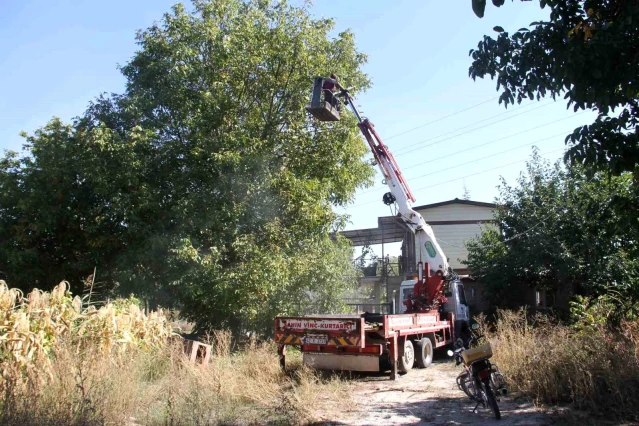 Beyşehir'de Vinç Yardımıyla Ceviz Hasadı