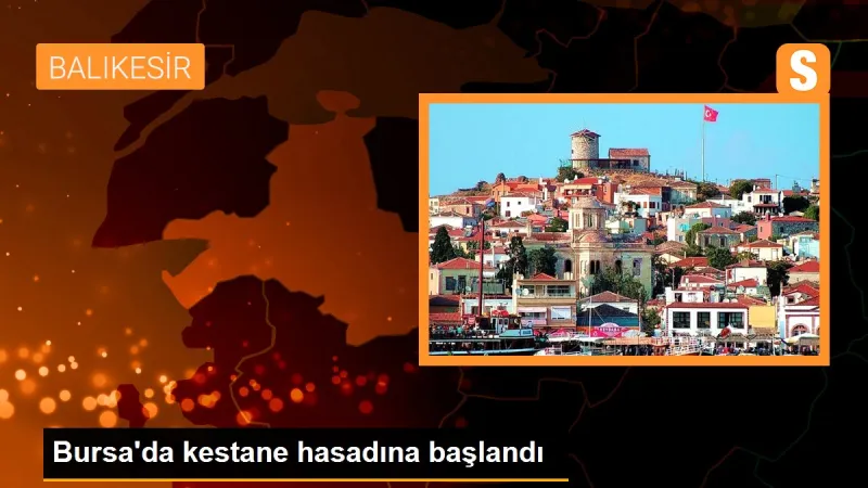 Bursa'da kestane hasadına başlandı - Son Dakika