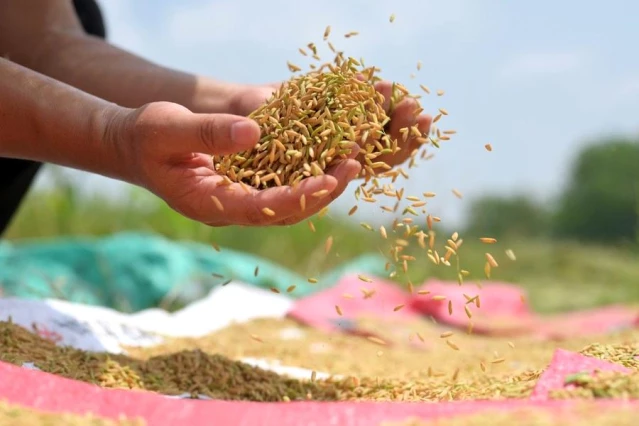 Çin'in Hunan eyaletinde yeni tarım modeli deneniyor
