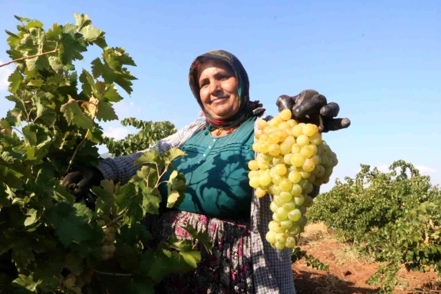 Depremin Vurduğu Hatay'da Üzüm Hasadı Düşerken Fiyatlar Yükseldi
