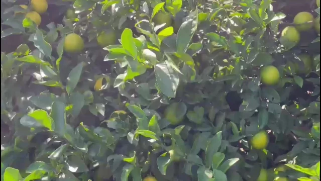 Hataylı Narenciye Üreticileri Sorunlar Yaşıyor