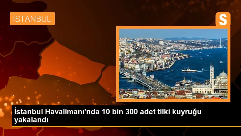 İstanbul Havalimanı'nda 10 bin 300 adet tilki kuyruğu yakalandı