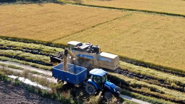 Karabük'te Çeltik Hasadı Başladı: Rekolte Düşük Bekleniyor