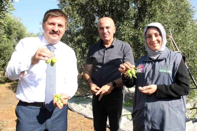 Karaman'da Türkiye'nin En Kaliteli Zeytini Üretiliyor
