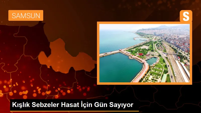 Kışlık Sebzeler Hasat İçin Gün Sayıyor