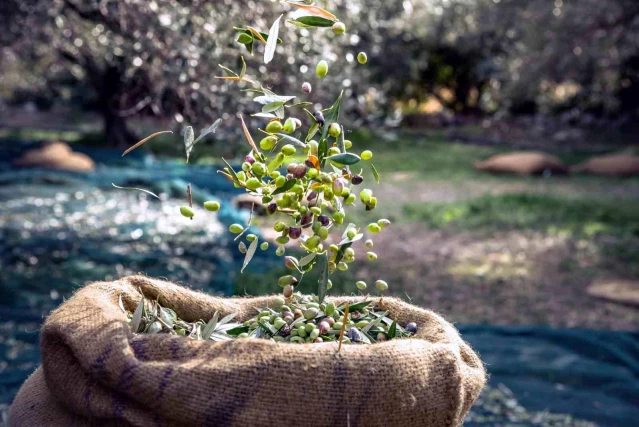 Muğla, Türkiye'nin Zeytin İhracatında Önemli Bir Rol Oynuyor