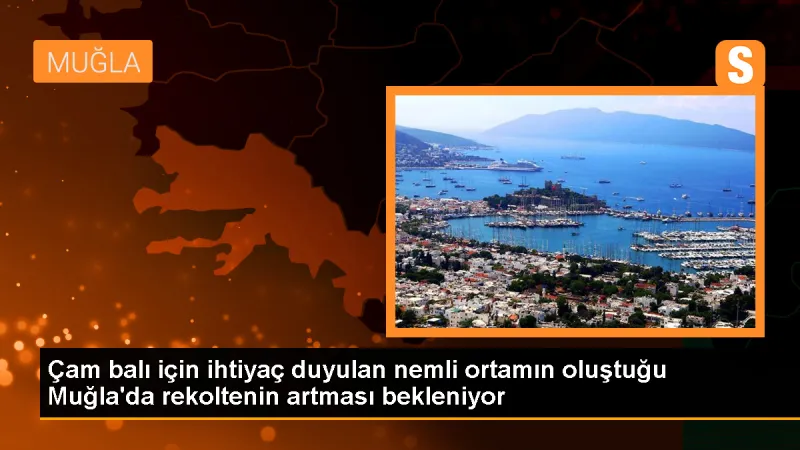 Muğla'da Çam Balı Hasadı Artıyor