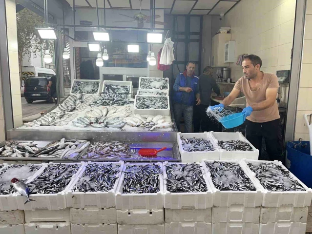 Sinop Hamsisi Balık Sezonunda Yarı Fiyata Düştü