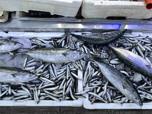 Sinop'ta Palamut ve Hamsi Bereketi