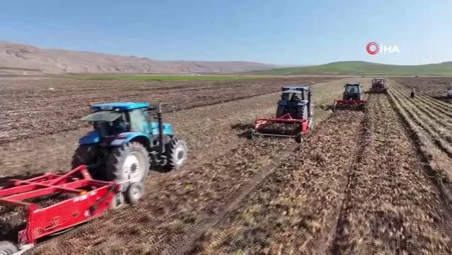 Sivas'ta Patates Hasadı Başladı, Rekor Bekleniyor