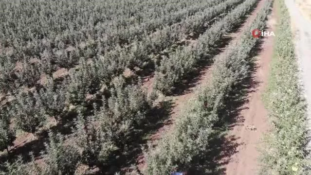 Tarlada 5 lira olan elma markette 30 liraya kadar çıkıyor