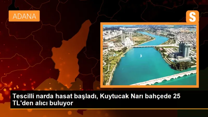 Tescilli narda hasat başladı, Kuytucak Narı bahçede 25 TL'den alıcı buluyor
