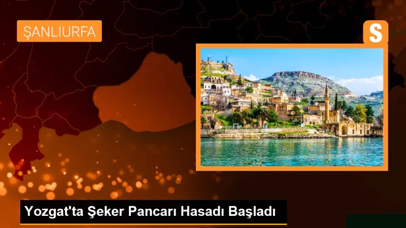 Yozgat'ta Şeker Pancarı Hasadı Başladı