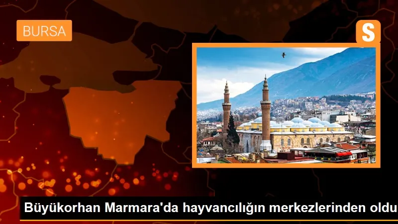 Büyükorhan Marmara'da hayvancılığın merkezlerinden oldu