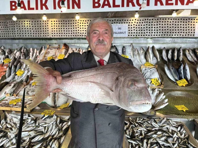 Denizlerde Balık Bolluğu Yaşanıyor - Son Dakika