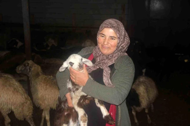 Erzincan'da Küçükbaş Hayvancılık Projesi Destekleniyor