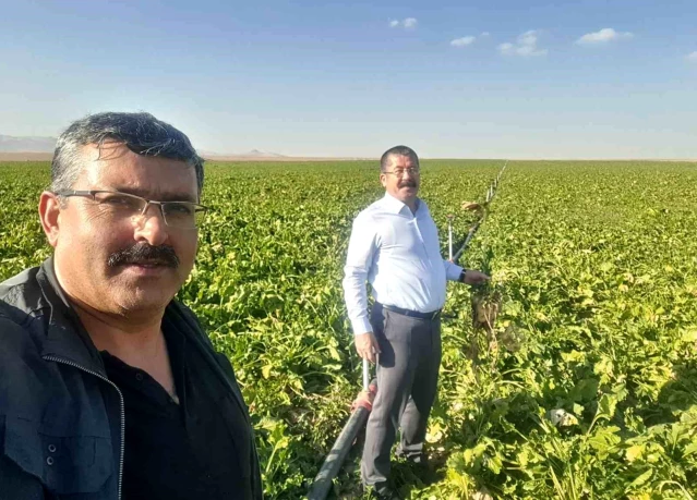 Konya Karapınar'da Mısır ve Şekerpancarı Hasadı Yoğunlaşıyor