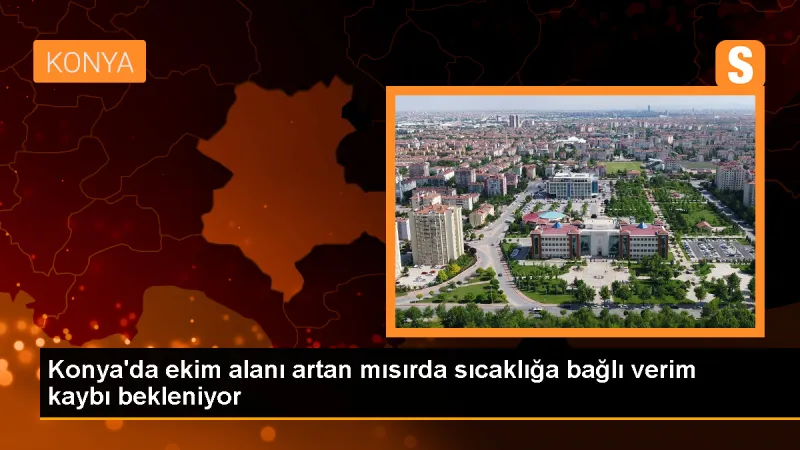 Konya'da ekim alanı artan mısırda yüzde 10'luk verim kaybı yaşanıyor