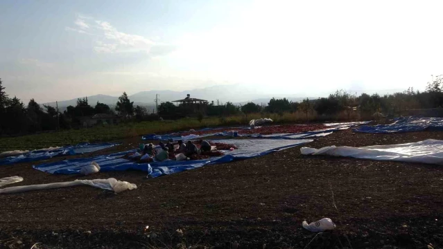 Maraş biberi üretimi tamamlandı - Son Dakika