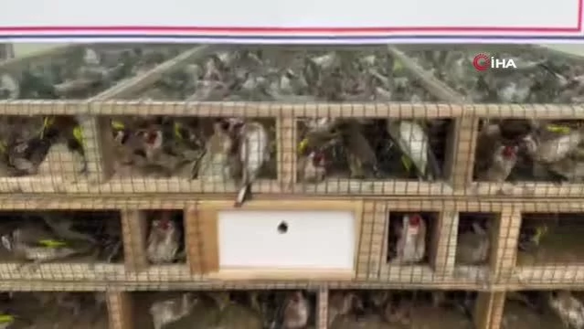 Nesli tükenme tehlikesindeki 4 bin kuşla yakalandı: 5 milyon 600 bin TL para cezası