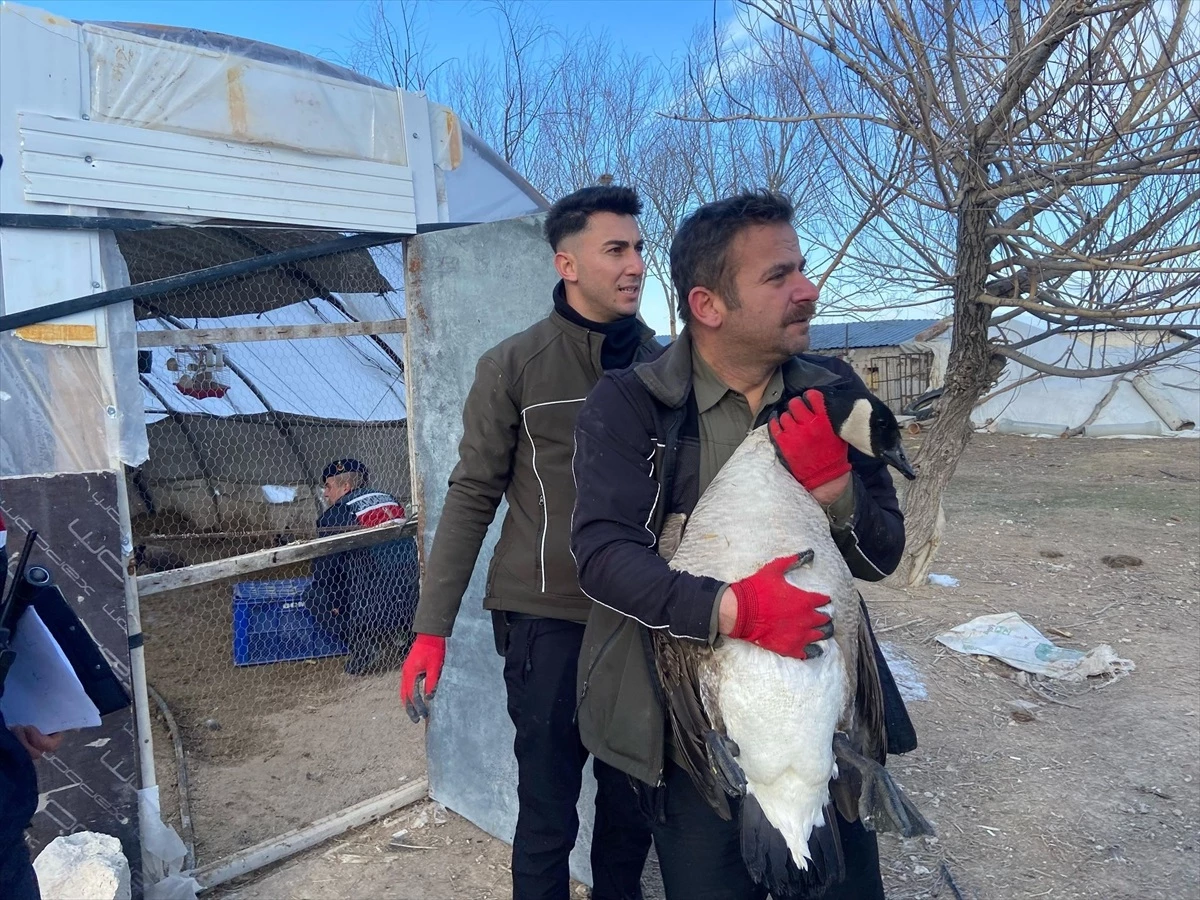 Aksaray'da Nesli Tükenmekte Olan Hayvan Ticaretine Cezai İşlem