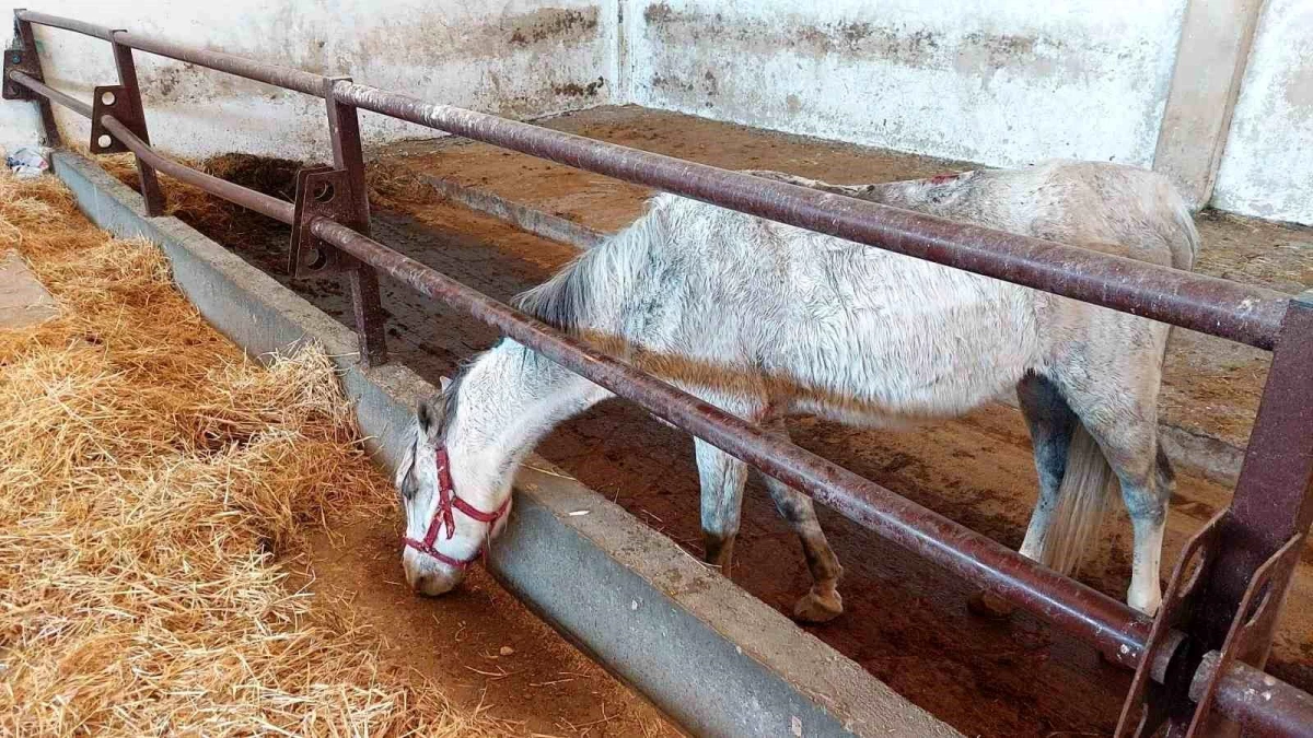 Konya'nın Kulu ilçesinde attan düşen kişi yaralandı