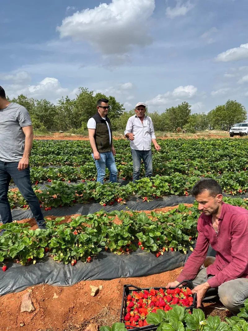 BOZKIR'DA ÇİLEK HASADI BAŞLADI
