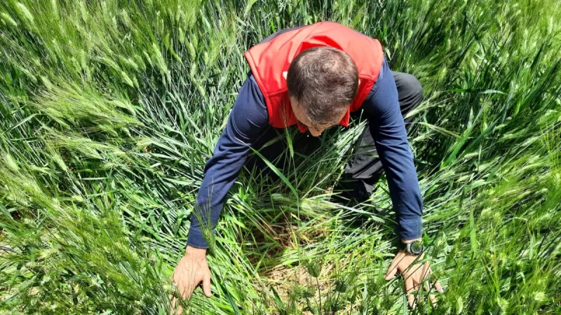 KONYA İL TARIM VE ORMAN  MÜDÜRÜ DURAN SEÇEN ÇUMRA'DA HUBUBAT ALANLARINDA İNCELEMELERDE BULUNDU
