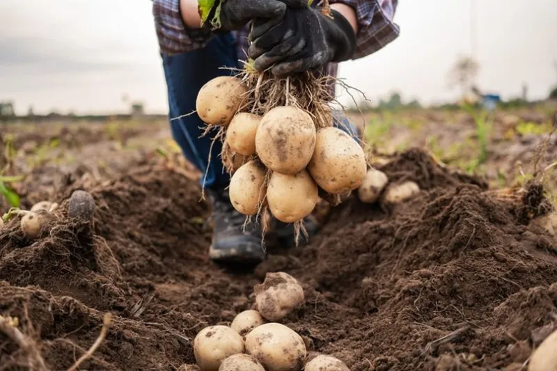 KONYA ŞEKER’DEN ÜRETİCİLERE 348 MİLYON TL’LİK PATATES BEDELİ ÖDEMESİ