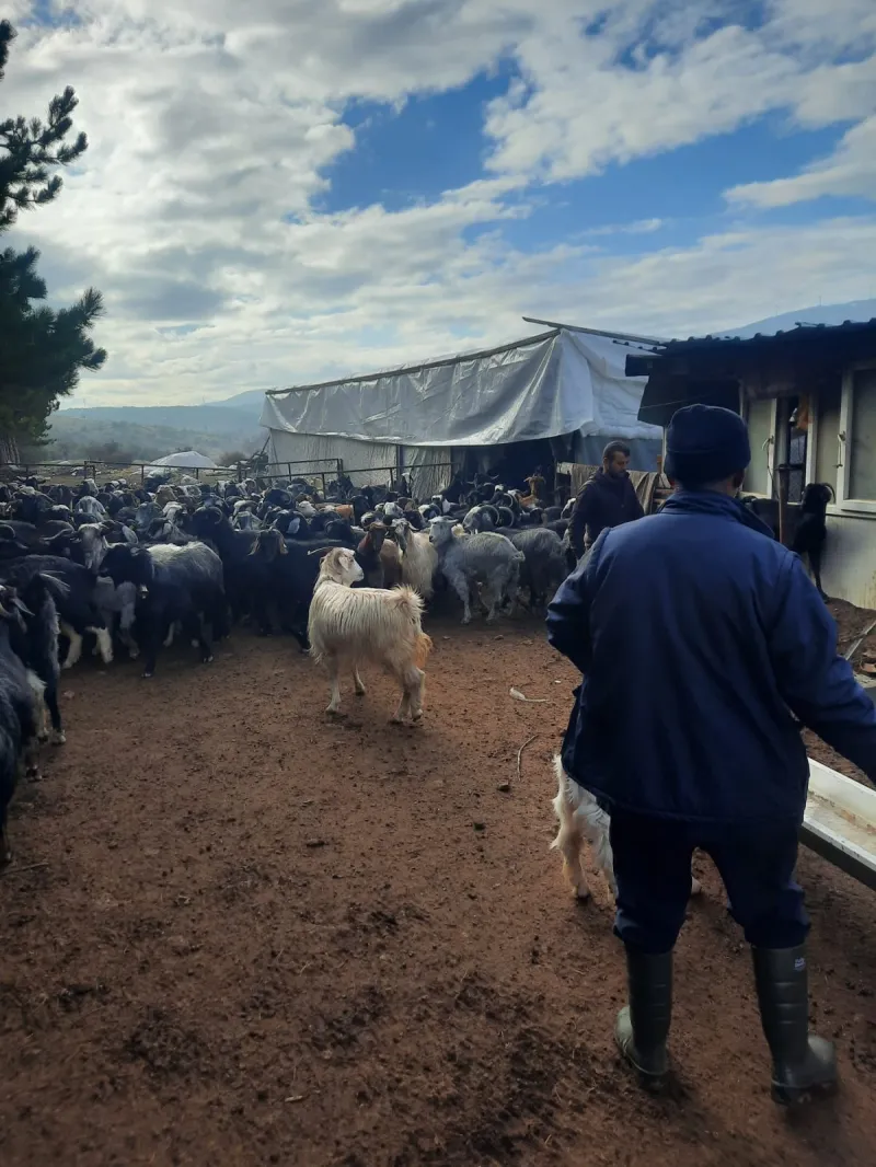 Beyşehir İlçe Tarım ve Orman Müdürlüğü’nden Küçükbaş Hayvancılık İşletmelerine Destek