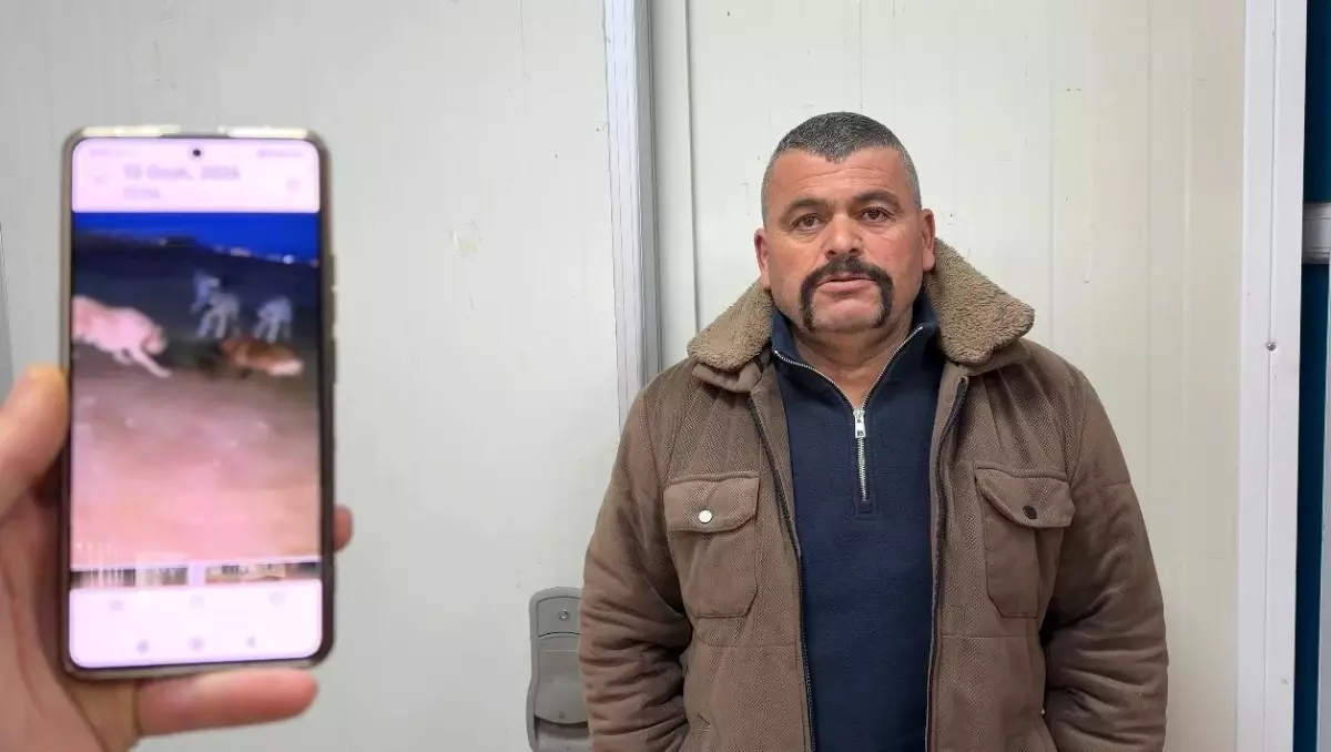 Konya'da Şaşırtan Anlar: Vatandaş Yaban Domuzunu Yakaladı