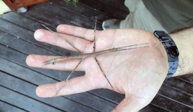 Hayalet böcek görenleri şaşırtıyor…