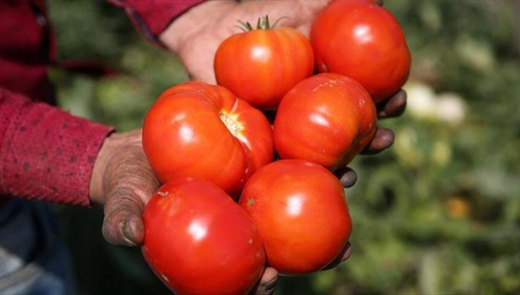 Türkiye’nin domates ihracatı arttı