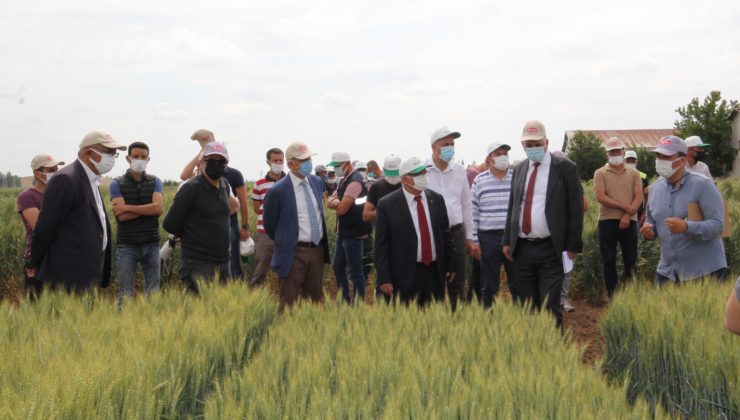 KONYA GIDA VE TARIM ÜNİVERSİTESİ YERLİ VE MİLLİ BUĞDAY ISLAHINDA SONA GELDİ