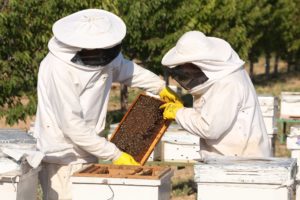 Pankobirlik Genel Başkanı Recep Konuk : “HEM ORMANLARIMIZ DOĞAL BEKÇİLERİNCE MUHAFAZA EDİLİYOR HEM DE TÜKETİCİ ORGANİK KAZ ETİ VE BALLA BULUŞUYOR”