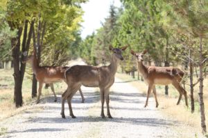 Pankobirlik Genel Başkanı Recep Konuk : “HEM ORMANLARIMIZ DOĞAL BEKÇİLERİNCE MUHAFAZA EDİLİYOR HEM DE TÜKETİCİ ORGANİK KAZ ETİ VE BALLA BULUŞUYOR”