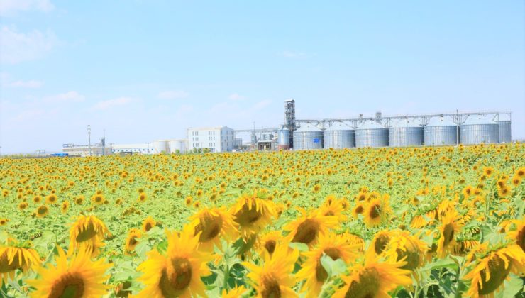 Pankobirlik Genel Başkanı Recep Konuk : KONYA ŞEKER KANTARLARI AÇTI,  AYÇİÇEĞİ ALIMINA BAŞLADI