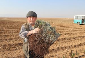 Konya Büyükşehir Üreticiye Lavanta Desteğini Sürdürüyor