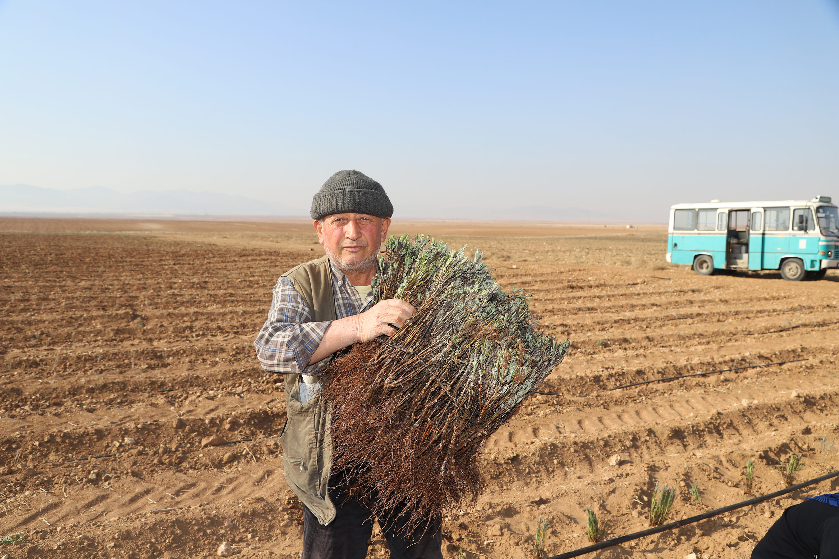Konya Büyükşehir Üreticiye Lavanta Desteğini Sürdürüyor