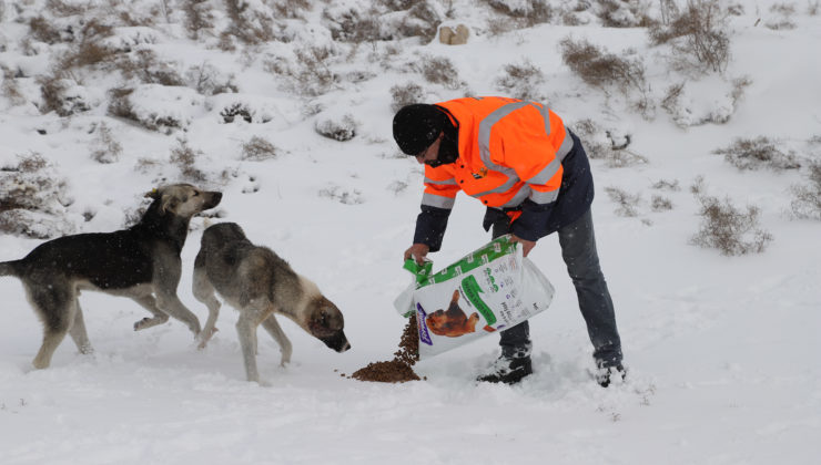 KONYA BÜYÜKŞEHİR AĞIR KIŞ ŞARTLARINDA SAHİPSİZ HAYVANLARIN DA YANINDA