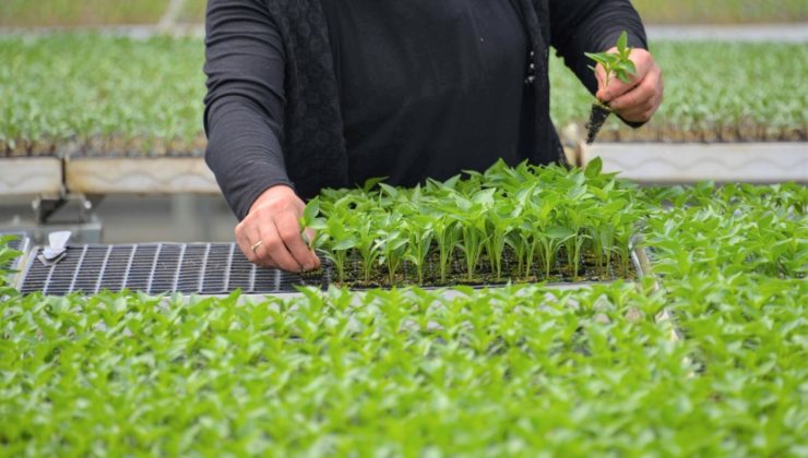 KONYA FİDE’DE SATIŞLAR BAŞLADI