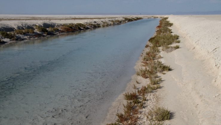 Tuz Gölü’ndeki yavru flamingolar için yapılan çalışmalar devam ediyor
