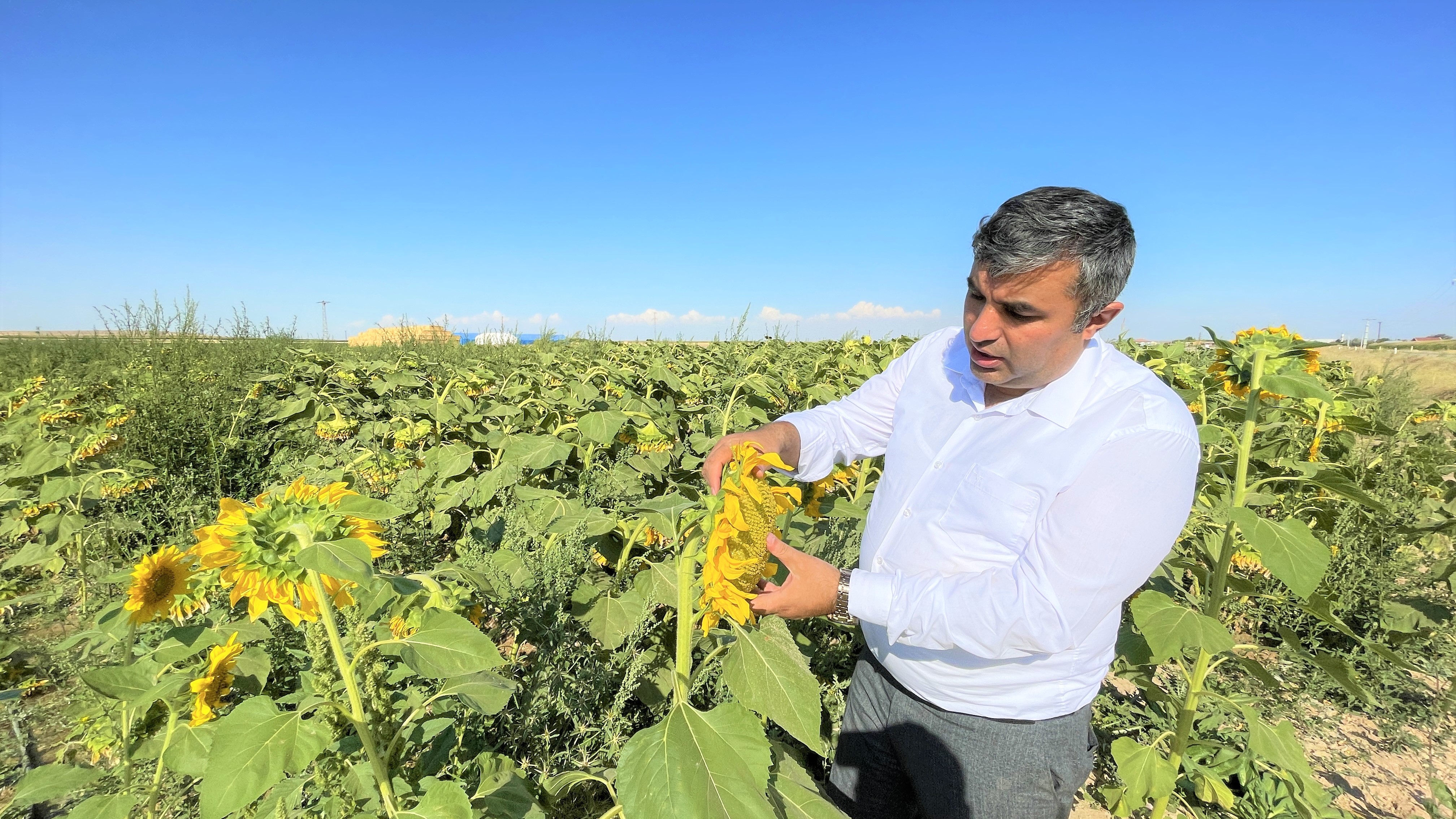 AYÇİÇEĞİNDEN YÜKSEK VERİM BEKLENİYOR