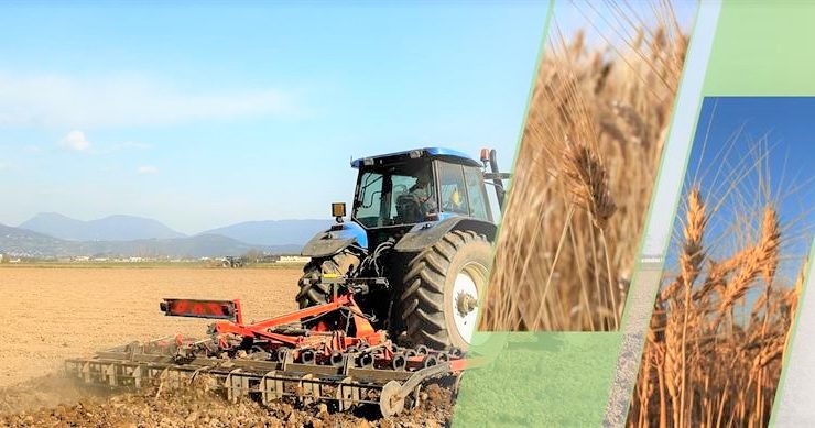 ​BUĞDAY TOHUM FİYATLARI BELLİ OLDU