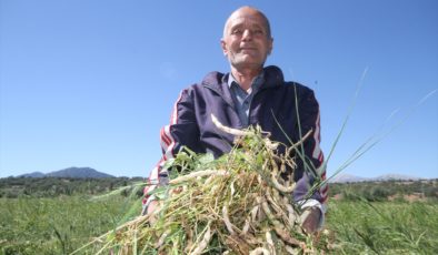 Konya’nın ata tohumuyla üretilen tescilli fasulyesi Avrupa sofralarında