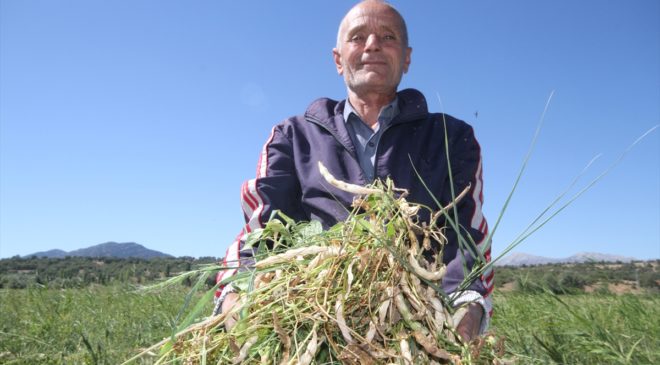 Konya’nın ata tohumuyla üretilen tescilli fasulyesi Avrupa sofralarında