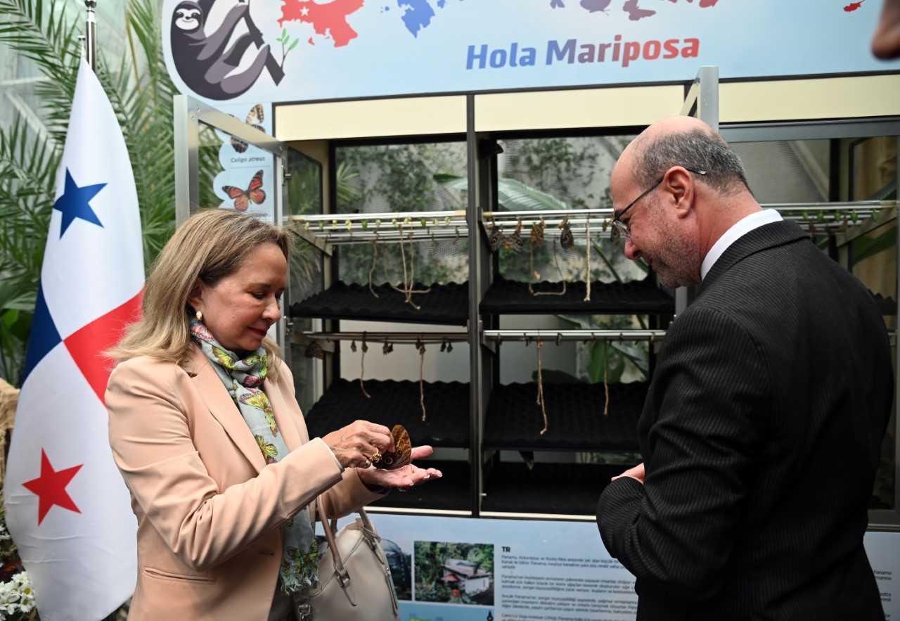 TROPİKAL KELEBEK BAHÇESİ'NE PANAMA VE KOSTA RİKA'DAN YENİ KELEBEKLER GELDİ