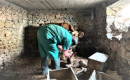 KONYA BÜYÜKŞEHİR HATAY’DAKİ ÜRETİCİLERİN HAYVANLARINA MUAYENE HİZMETİ VERİYOR