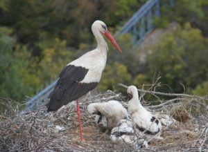 Yağışlarla besin çeşitliliği artan leyleklerin popülasyonu yükseldi
