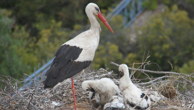 YAĞIŞLARLA BESİN ÇEŞİTLİLİĞİ ARTAN LEYLEKLERİN POPÜLASYONU YÜKSELDİ